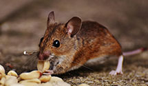 24 Hour & Emergency Exterminators in Natural Dam, AR